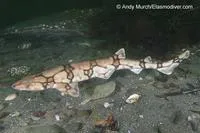 Chain catshark (Scyliorhinus retifer)