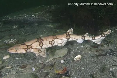 Chain catshark (Scyliorhinus retifer)
