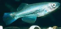 Chain lampeye (Hypsopanchax catenatus)
