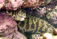 Chain moray (Echidna catenata)