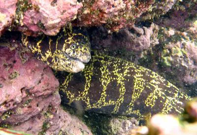 Chain moray (Echidna catenata)
