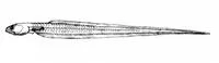 Chain pearlfish (Echiodon dawsoni)