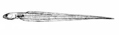 Chain pearlfish (Echiodon dawsoni)