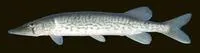 Chain pickerel (Esox niger)