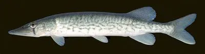 Chain pickerel (Esox niger)