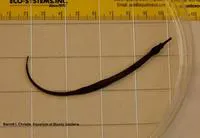 Chain pipefish (Syngnathus louisianae)