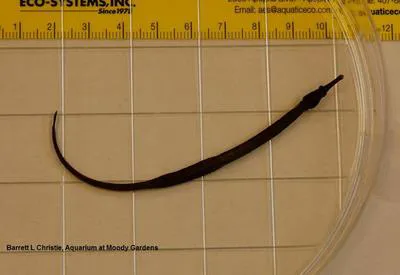 Chain pipefish (Syngnathus louisianae)