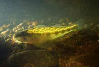 Chainback darter (Percina nevisense)