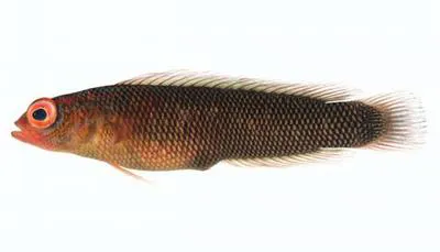 Chainmail dottyback (Chlidichthys clibanarius)