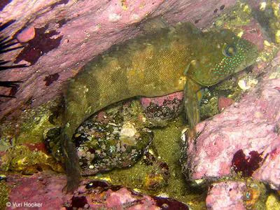 Chalapo clinid (Labrisomus philippii)