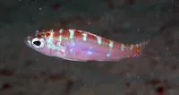 Chalk bass (Serranus tortugarum)