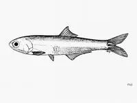 Chame Point anchovy (Anchoa chamensis)