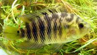 Chameleon cichlid (Australoheros facetus)