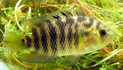 Chameleon cichlid (Australoheros facetus)