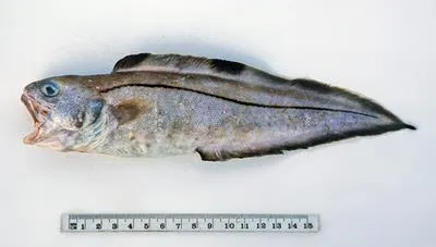Chameleon cusk (Sirembo metachroma)