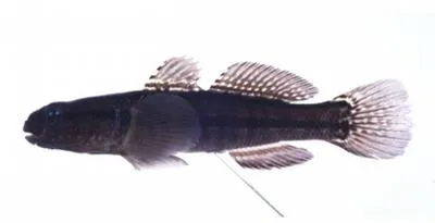 Chameleon goby (Tridentiger trigonocephalus)