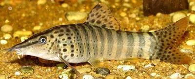 Chameleon loach (Syncrossus beauforti)