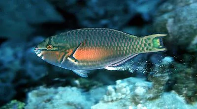 Chameleon parrotfish (Scarus chameleon)