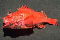 Chameleon rockfish (Sebastes phillipsi)
