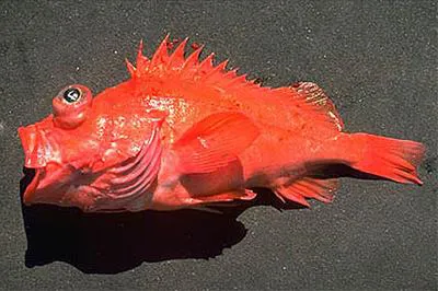 Chameleon rockfish (Sebastes phillipsi)