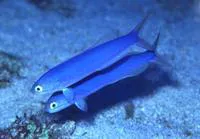 Chameleon sand tilefish (Hoplolatilus chlupatyi)