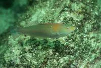 Chameleon wrasse (Halichoeres dispilus)