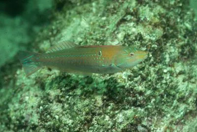Chameleon wrasse (Halichoeres dispilus)