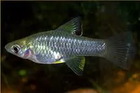 Champoton gambusia (Carlhubbsia kidderi)