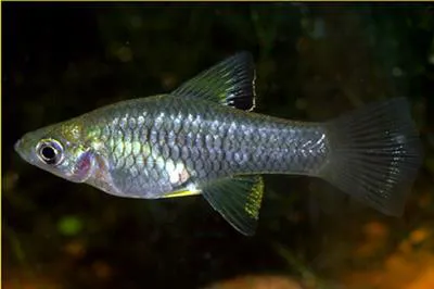 Champoton gambusia (Carlhubbsia kidderi)