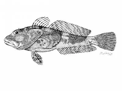 Channel bull blenny (Cottoperca gobio)