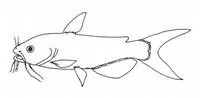Channel catfish (Ictalurus punctatus)