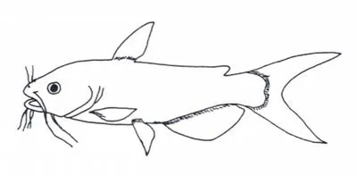 Channel catfish (Ictalurus punctatus)