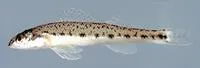 Channel darter (Percina copelandi)