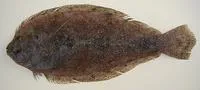 Channel flounder (Syacium micrurum)