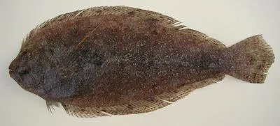 Channel flounder (Syacium micrurum)