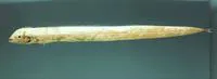 Channel scabbardfish (Evoxymetopon taeniatus)