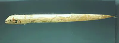 Channel scabbardfish (Evoxymetopon taeniatus)