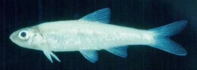Channel shiner (Notropis wickliffi)
