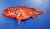 Channeled rockfish (Setarches guentheri)