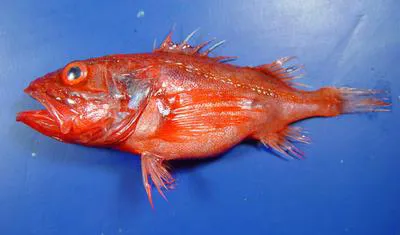 Channeled rockfish (Setarches guentheri)