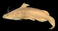 Chapala catfish (Ictalurus ochoterenai)