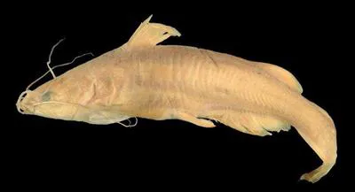 Chapala catfish (Ictalurus ochoterenai)