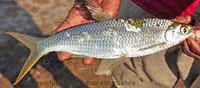 Characin (Alestes dentex)