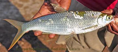 Characin (Alestes dentex)