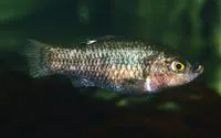 Charco Palma pupfish (Cyprinodon veronicae)