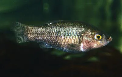 Charco Palma pupfish (Cyprinodon veronicae)