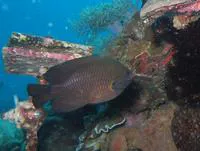 Charcoal damsel (Pomacentrus brachialis)