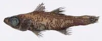 Charcoal deepwater cardinalfish (Epigonus carbonarius)