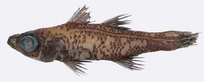 Charcoal deepwater cardinalfish (Epigonus carbonarius)