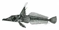 Charcoal icefish (Channichthys panticapaei)